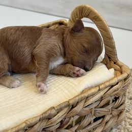 Rowen - White and tan male Morkie puppy in Mesa, Arizona from Floralie Doodles