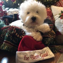 Dreamer - West Highland White Terrier