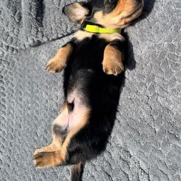 Linus - Black and tan male Dachshund puppy in Lake Dallas, Texas from 2L Dachshunds