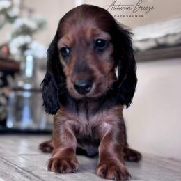 Barrett - Red male Dachshund puppy in Clever, Missouri from Autumn Breeze Dachshunds