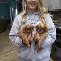 English Toy Spaniel Puppies from Skyline