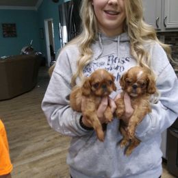 English Toy Spaniel Puppies from Skyline