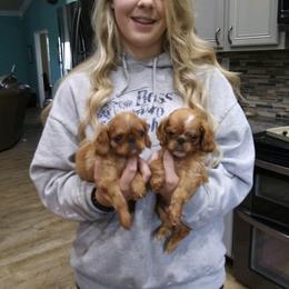 English Toy Spaniel Puppies from Skyline