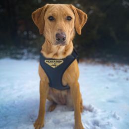 Labrador Retrievers from Little River Retrievers