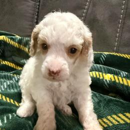 Peaches - Parti female Poodle puppy in Huntsville, Alabama from Flint River Poodles