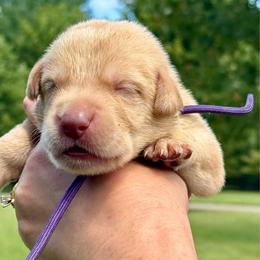 1st Pick Yellow Male - Yellow male Labrador Retriever puppy in Winchester, Kentucky from Bourbon Country Retrievers