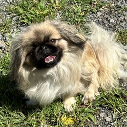 Juain - Pekingese