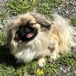 Juain - Pekingese
