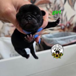 Black girl 2 - Black female Pug puppy in Keysville, Georgia from Rollee Pollee Pugs