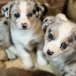 "Gypsy x Rizzo " Pembroke Welsh Corgi Puppies from Steele Family Farms