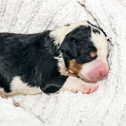 Green - Tri-color male Bernedoodle puppy in Marne, Michigan from MI Doodles