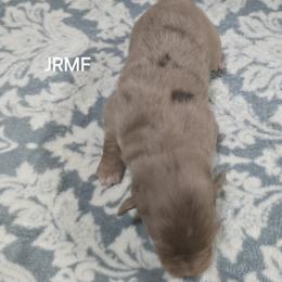 Jg2 - Red merle female Miniature Australian Shepherd puppy in Bend, Oregon from Badlands Toy and Mini Aussies