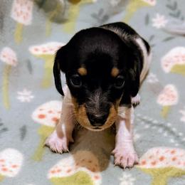 Diamond - Dapple female Dachshund puppy in Edinburg, Virginia from Hunter Lane Dachshunds
