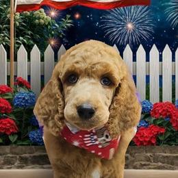 Vivien - Red  female Poodle puppy in Clearwater, Florida from Poodle Majesty