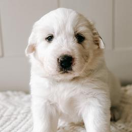 Boy 3  Bolt - teal collar - Great Pyrenees puppy in New Palestine, Indiana from Hitchcock Homestead