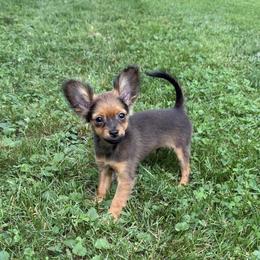 Chinese Crested puppies from Colliwood Chinese Cresteds