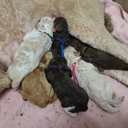 Pink Collar - White female Poodle puppy in Colorado Springs, Colorado from Silly's Standard Poodles