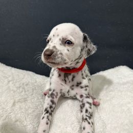 Girl red - Dalmatian puppy from dreamz_dalmatianz101