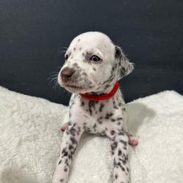 Girl red - Dalmatian puppy from dreamz_dalmatianz101