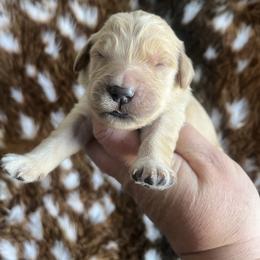 Purple - Golden female Golden Retriever puppy in Jesup, Georgia from Painted Platinum Retrievers (Painted Platinum Kennel) PPK
