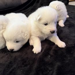 Girl 3 - White female Samoyed puppy in Glasgow, Kentucky from Bluegrass Samoyeds