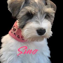 Sino - Miniature Schnauzer