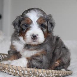 Finn - Blue merle male Bernedoodle puppy in Apple Creek, Ohio from Kathryn Troyer