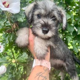 Lime Ribbon Girl - Salt and pepper female Miniature Schnauzer puppy in Floyd, Virginia from Little River Puppies