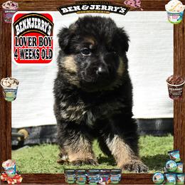 BEN N JERRY --- He is a sensational large boy - Black and red male German Shepherd puppy in Murrieta, California from Diamond Oaks German Shepherds