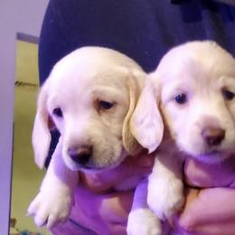 Dachshunds from SHExotics
