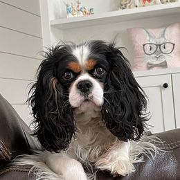 Bailey  - Cavalier King Charles Spaniel