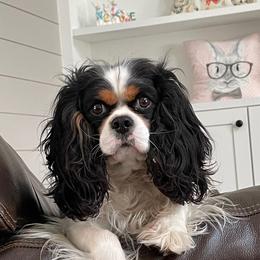 Bailey  - Cavalier King Charles Spaniel