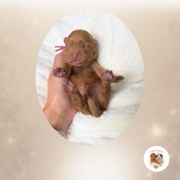 Destiny - Red  female Goldendoodle puppy in Canton, Georgia from Teddy Puppies