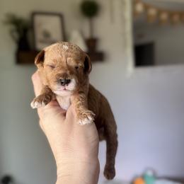 Messi - Apricot male Cavapoo puppy in Mesa, Arizona from Pedersendoodles