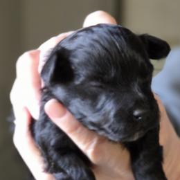 Boy 3 - male Poodle puppy in La Pine, Oregon from Happier with Dogs