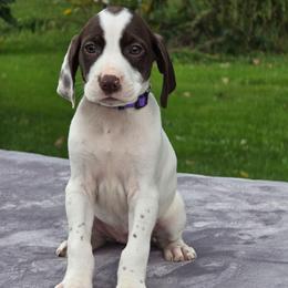 Purple collar female - Liver and white female German Shorthaired Pointer puppy in New York from Bishop Kennels