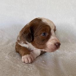 Lolli - Red merle female Aussiedoodle puppy in Centerburg, Ohio from A Dose Of Doodle