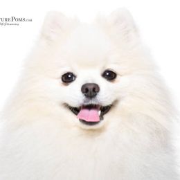 Kylie - Pomeranian