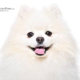 Kylie - Pomeranian