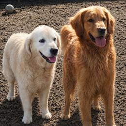 Golden Retriever puppies from Lenhart Goldens