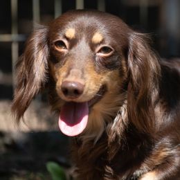 Penelope - Dachshund