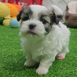 Kramer - Black gold and white male Mal-Shi puppy in Aurora, Missouri from KnJ Precious Paws LLC