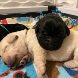 Boy 1 - Chocolate male Labrador Retriever puppy in Hutto, Texas from Texas Bluebonnet Labs