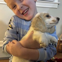 Theodore - Piebald male Dachshund puppy in Blackstone, Virginia from White Oak Kennels