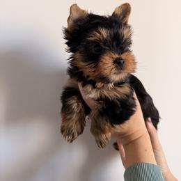 Kylo - Black and tan male Yorkshire Terrier puppy in Georgia from Nalley Kennels
