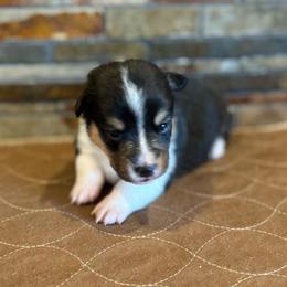 Girl 4 - Black and tan female Pembroke Welsh Corgi puppy in Visalia, California from VIP Stables