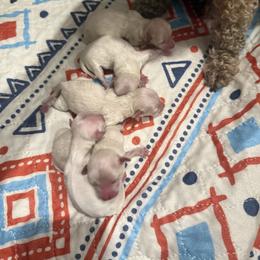 Female 1 - Champagne female Maltipoo puppy in Paden, Oklahoma from Logan's Perfect Puppies