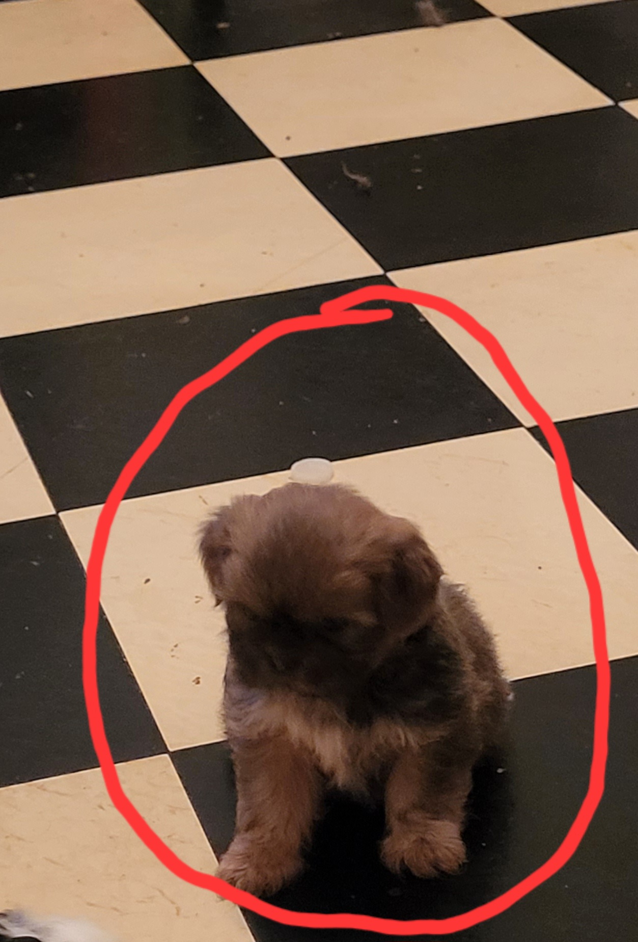 Boy 2- Oscar - Shih Tzu puppy in Newport, Arkansas from Gina's Lil Zues and Yorkies Kennel