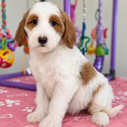 Dot - Parti female Goldendoodle puppy in Yuciapa, California from AlltheDoodlez_