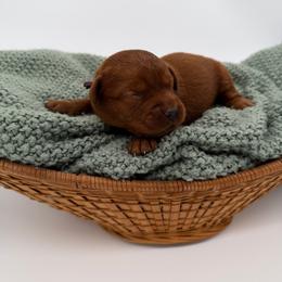 Girl 2 - Yellow female Labrador Retriever puppy in Burton, Michigan from Sunbrooke Acres